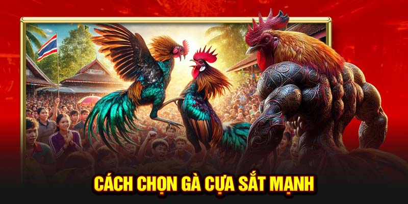 Cách chọn gà cựa sẳt mạnh